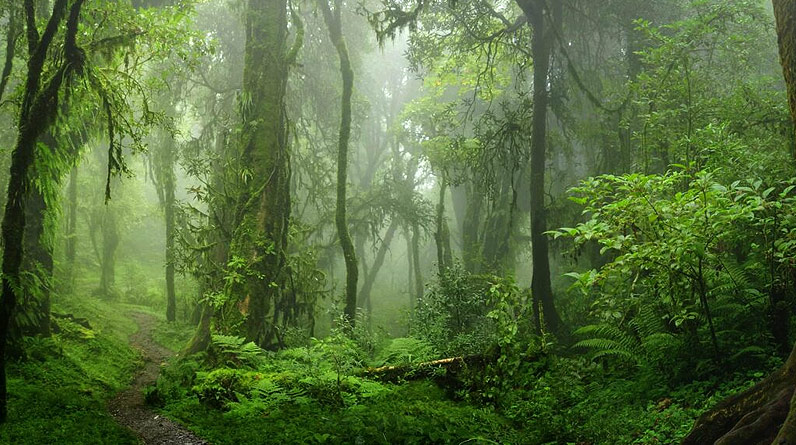 plus grandes forêts du monde